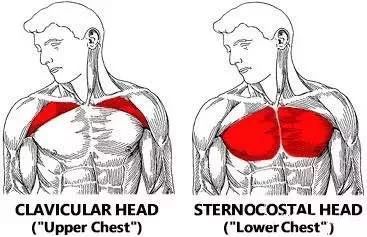 胸部训练绝大多数人都容易犯的5个错误.