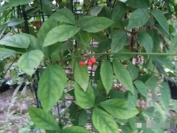 农村这种草号称"药王",能够活血止痛药效高,现在认识的人越来越少