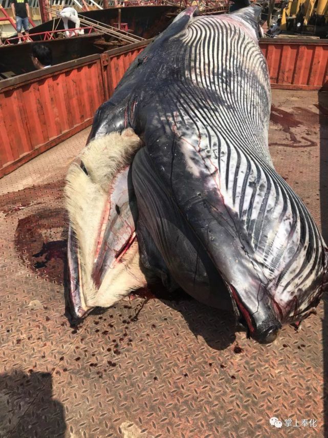 渔民在收网时捞上一条4000多斤重大鲸鱼