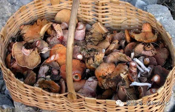 枞菌油