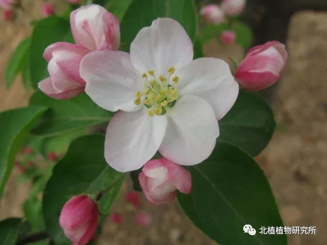 50幅海棠花图,50个海棠品种,值得收藏!