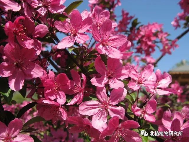 50幅海棠花图,50个海棠品种,值得收藏!