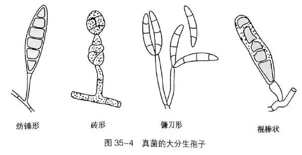 真菌图谱电子版图片