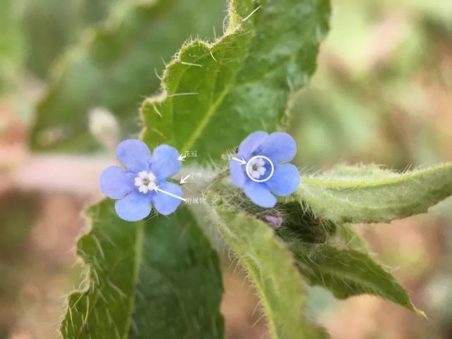 Forget Me Not 紫草科的十一个小可爱