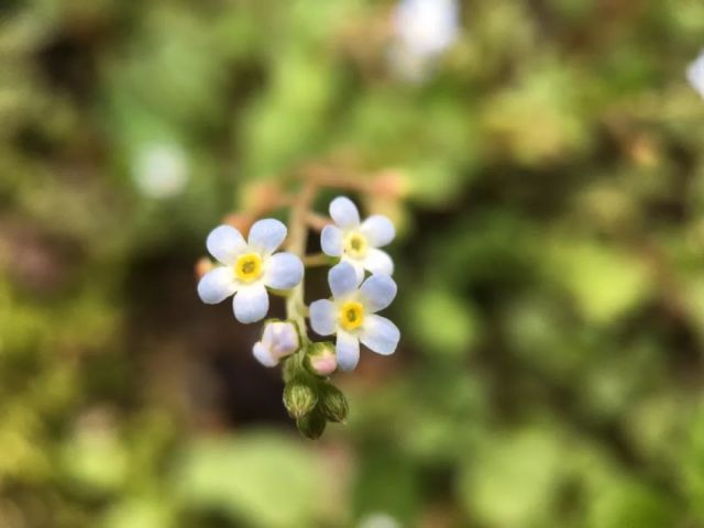 Forget Me Not 紫草科的十一个小可爱 腾讯网