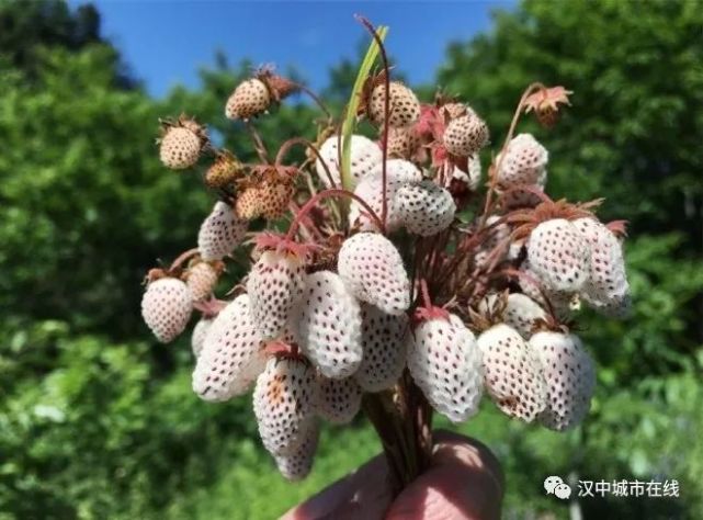 在汉中,有两种水果,最让人牵肠挂肚,一个是四月份的樱桃,还有个就是五