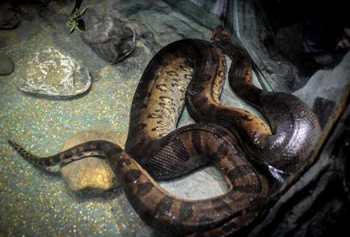 远古最可怕的三大巨蛇,它在恐龙时代横行无阻,饿了就吃恐龙蛋!