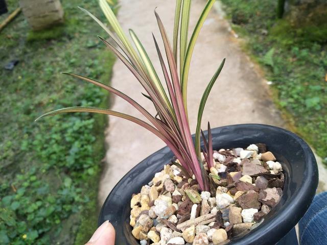 极品蕙兰红香妃中透,兰花植物界的大熊猫,单苗最少十万起!