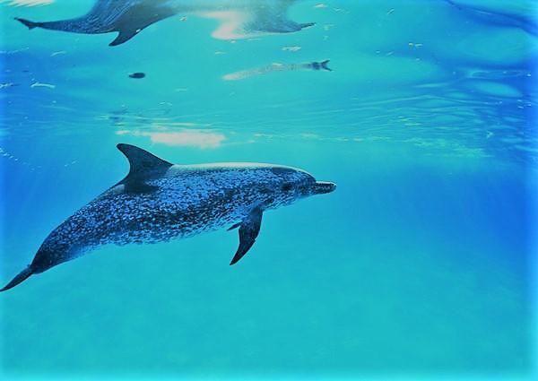 鲨鱼为什么怕海豚?情况原来是这样,不怕不行啊