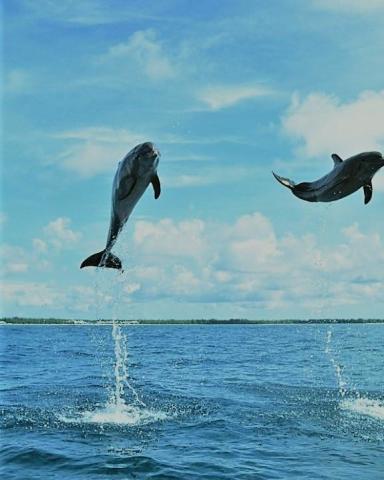 鲨鱼为什么怕海豚?情况原来是这样,不怕不行啊