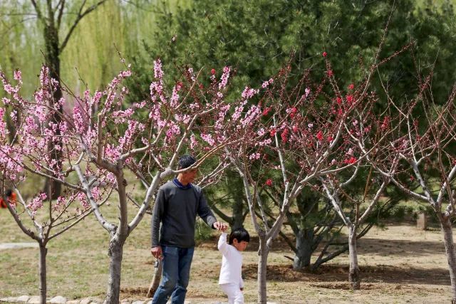 平谷区文化公园:用文化点亮市民休闲生活
