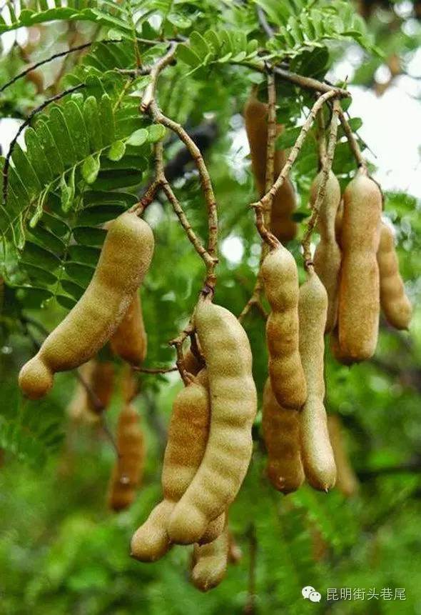云南24种奇葩水果,见过一半都算你厉害,吃过请举手
