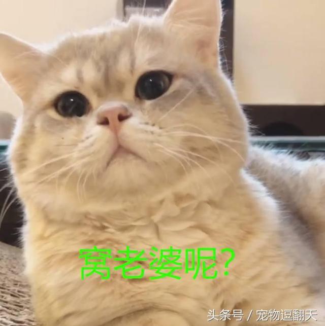 母猫离家出走 公猫日夜以泪洗面 网友笑喷 追求自由恋爱