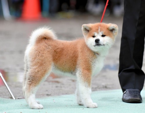 又送!日本再向俄送出國犬 扎吉託娃將獲贈秋田犬