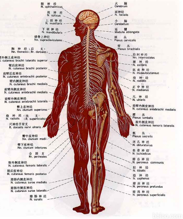 每日養生經 身體疼痛的健康信號