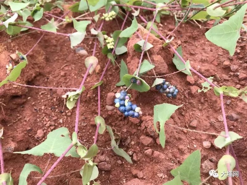麻甲子学名菝葜,熟透之后就变得红彤彤,甜中带涩味.