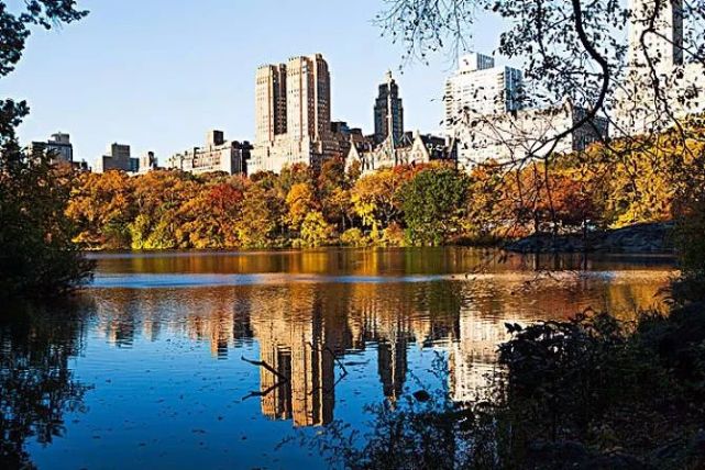 梧桐花开 凤凰自来