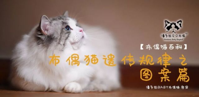 布偶猫遗传规律之 图案篇 腾讯网