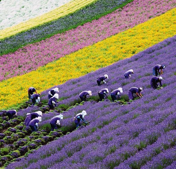 摄影师们最爱北海道 夏天会美成什么样