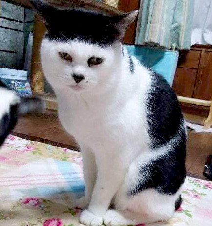 猫咪天生发型奇特 铲屎官看不下去帮忙改造 猫的表情是拒绝的