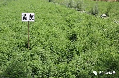 立体种植 充分利用资源 增加收益 种植药材的你