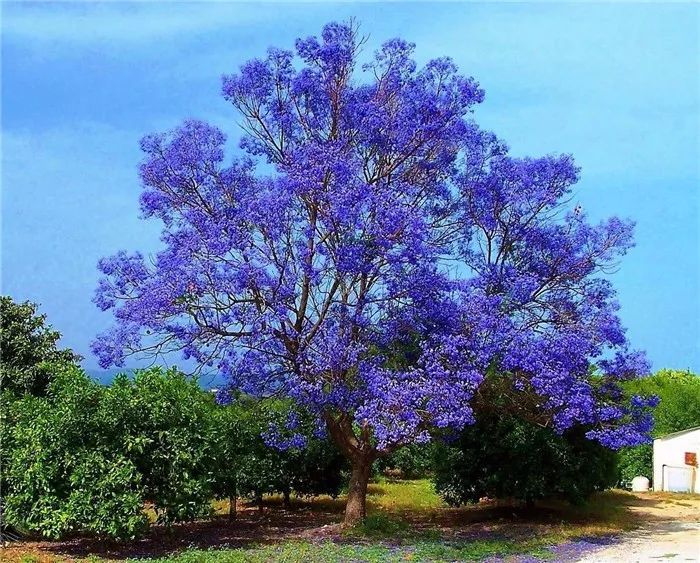 真漂亮 难得一见 看看吧