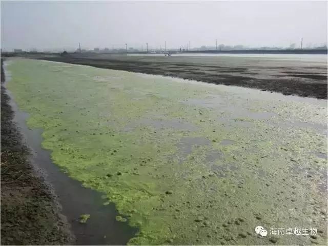 杀苔有风险 用药需谨慎 这才是处理虾蟹池塘青苔的正确方法 腾讯新闻