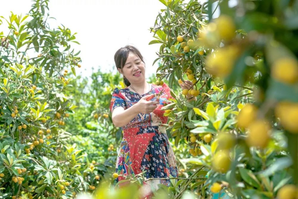 苏州西山枇杷：品味春天的味道