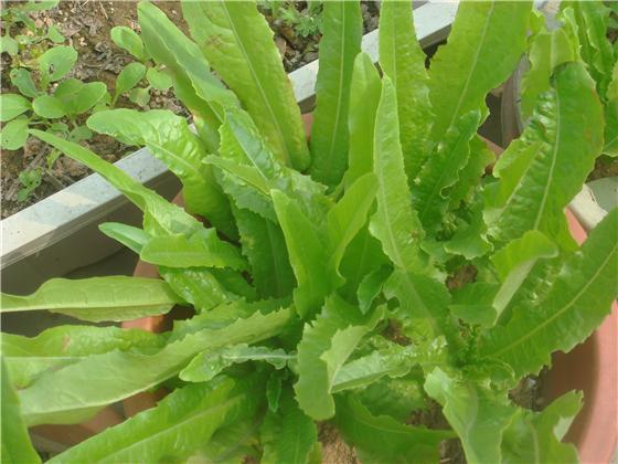 它有"凤尾"之称,是农村的营养蔬菜之王,静心安神,清肝利胆!