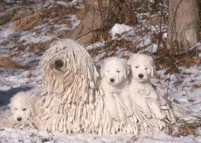 一头奔跑的拖把-可蒙犬