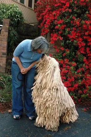 一头奔跑的拖把-可蒙犬