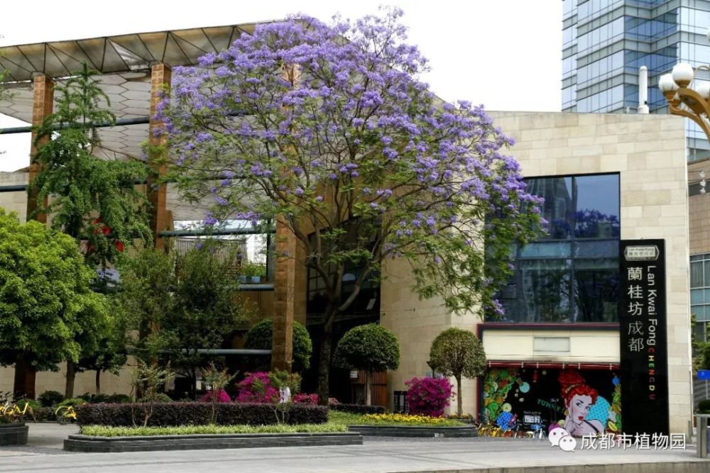 5月成都,蓝花楹,美呆了