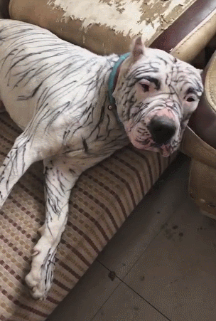 狗狗被画得乱七八糟,一脸忧郁躺在沙发上,狗没脸了