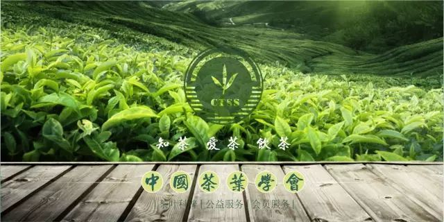 茶科普｜烏龍茶的產區與分類。