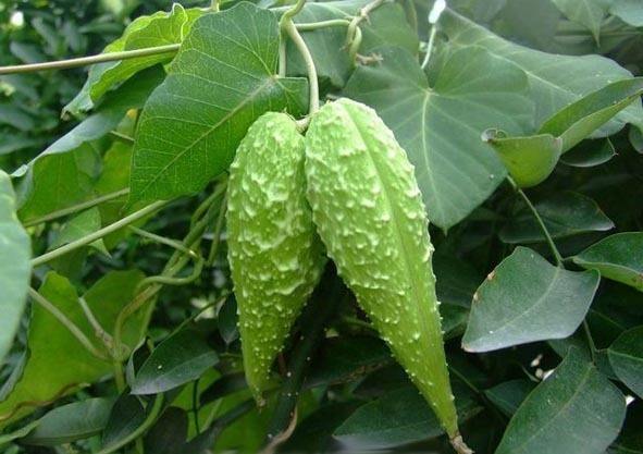 农村小孩把它当玩具,其实它是补气壮精的良药!