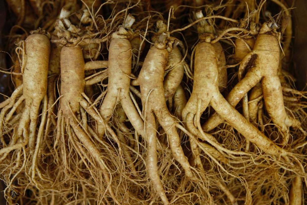 古人说:挖人参的时候不绑红绳,人参会跑掉。是