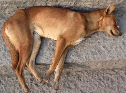 义犬小花至死都不明白,为什么刚刚经历了大地震摧残的人类,对待生命的