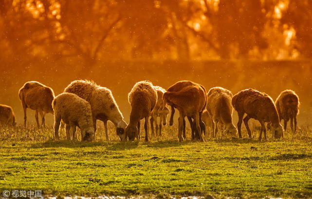 生肖羊 属羊的人考虑问题周详,做事风风火火,是