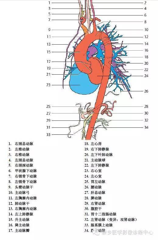 胸部高清ct斷層解剖圖內含淋巴結及血管解剖圖譜