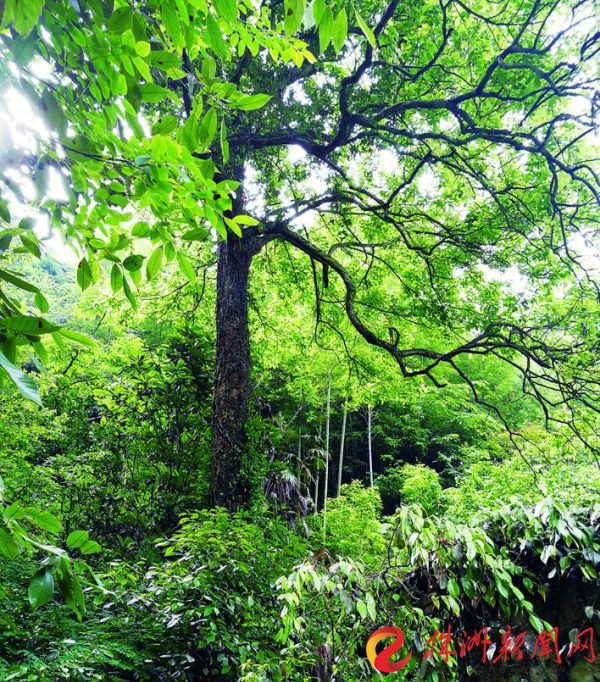 炎陵首次发现百岁以上"布惊树"
