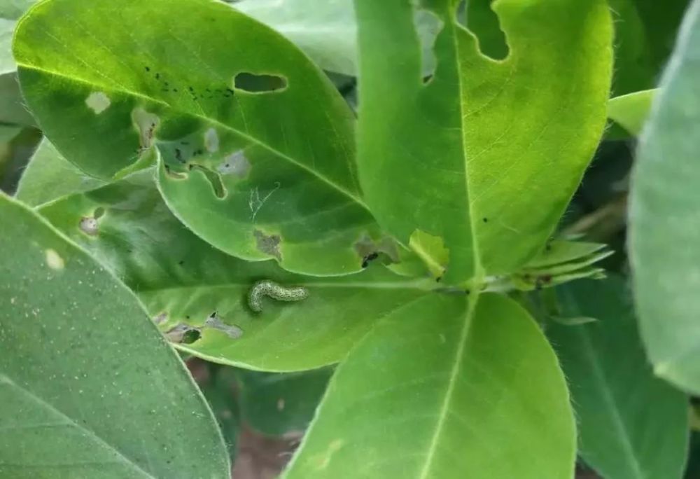 花生病虫害高清图片!看图对照,自己就能辨别!