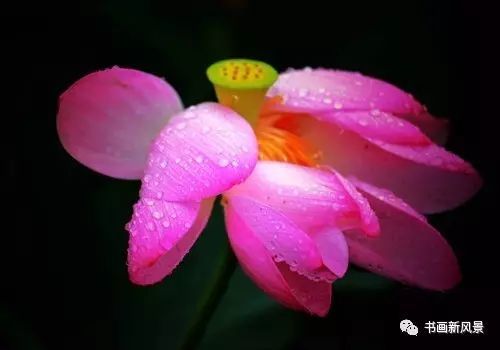 刘辰翁|22幅极美的雨荷图，太美啦！