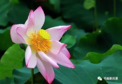 刘辰翁|22幅极美的雨荷图，太美啦！