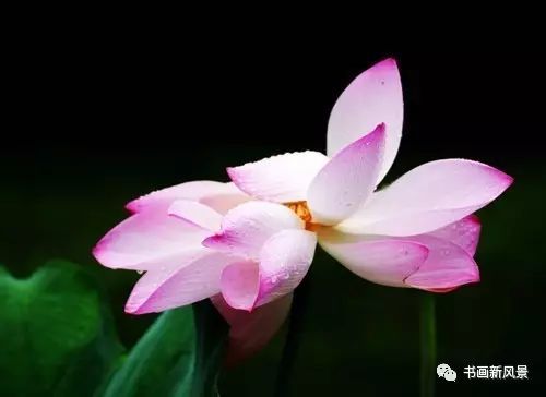 刘辰翁|22幅极美的雨荷图，太美啦！