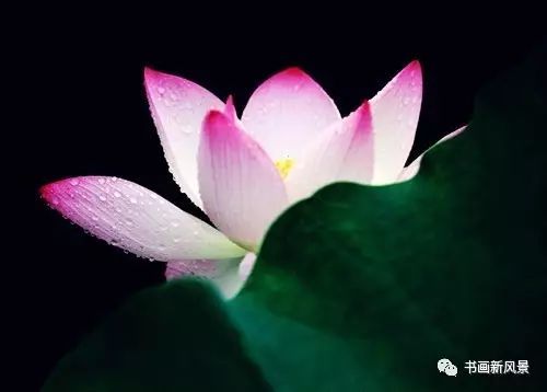 刘辰翁|22幅极美的雨荷图，太美啦！