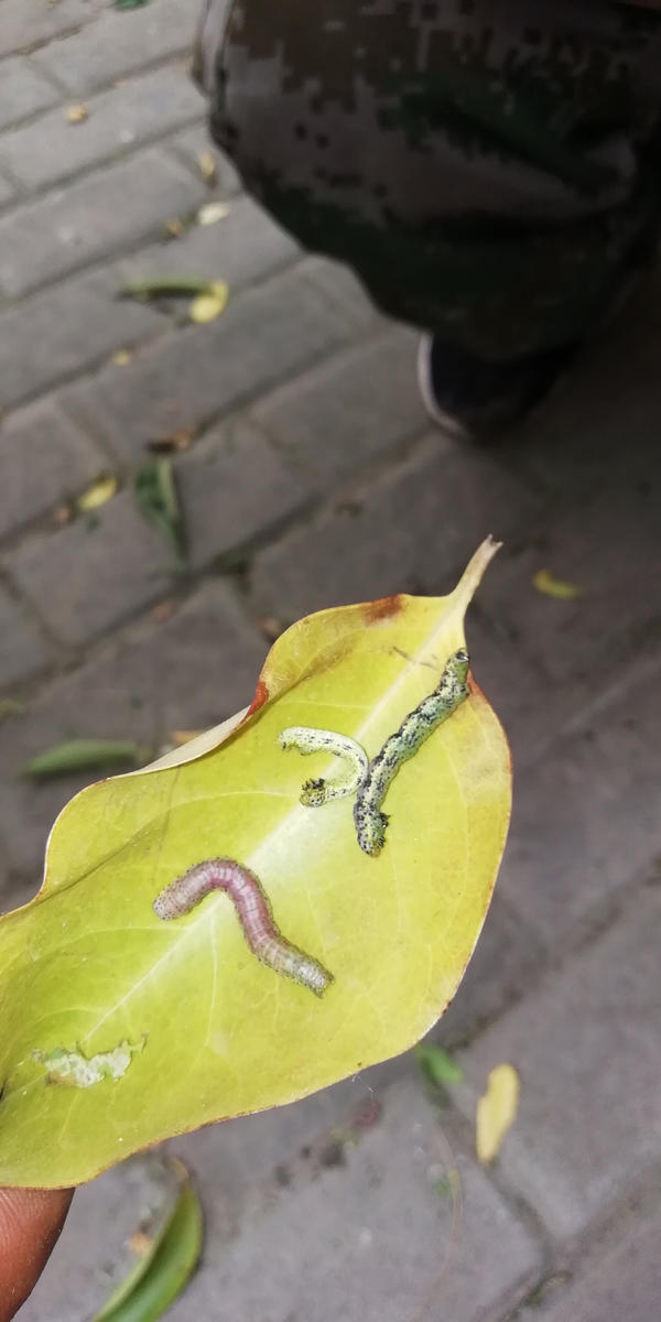 密集恐惧症慎入!郑州一小区大批绿虫出没 还往人身上爬