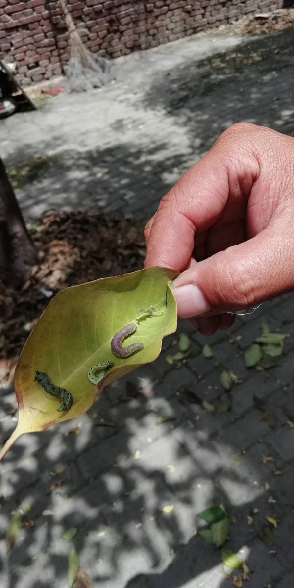 密集恐惧症慎入!郑州一小区大批绿虫出没 还往人身上爬