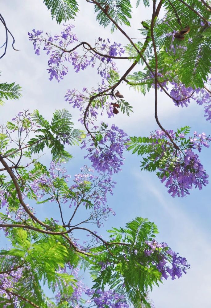 蓝花楹攻陷成都了!1.7公里的紫色花道,美出天际!_腾讯新闻