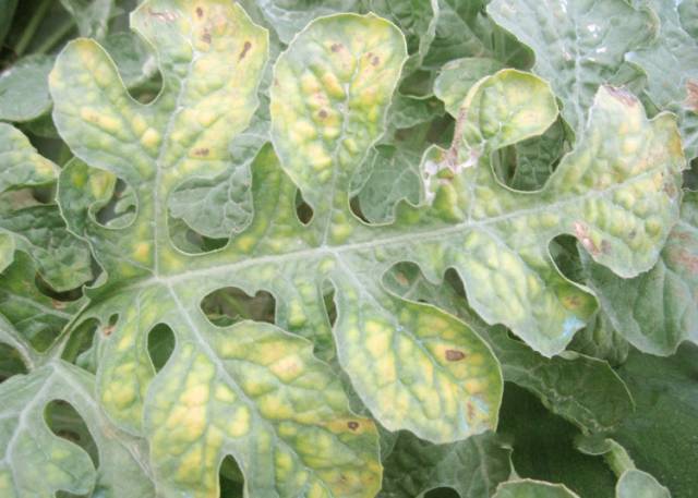 西瓜缺啥肥料?看图对照!怎么解决?答案来了!