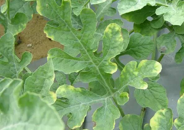 西瓜缺啥肥料?看图对照!怎么解决?答案来了!